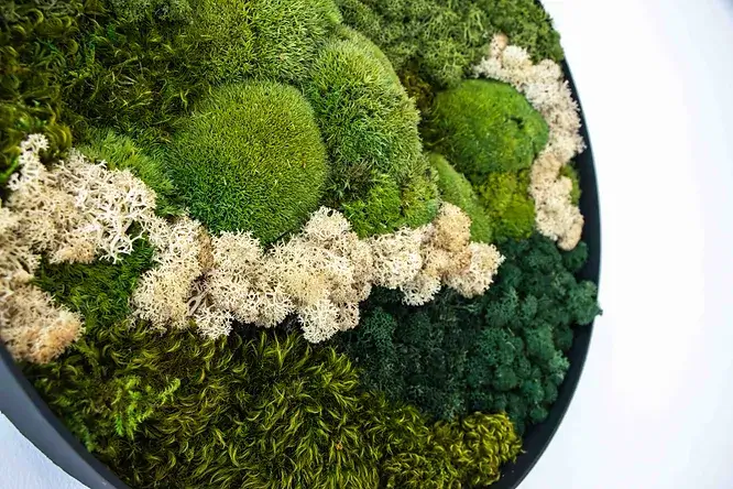 Biophilic Lighting with flowers